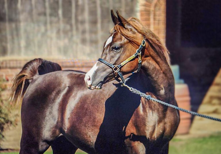 The Message of Peace Brought by the Purebred Arabian Horse Amir Fadjur Salaam