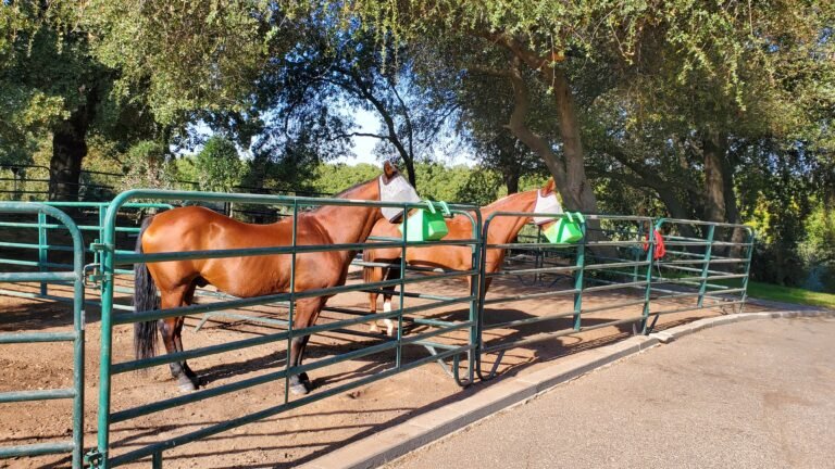 Beyond Kentucky Derby Speed: The Emotional Intelligence that Arabian Horses Have Given to Today’s Modern Racehorses at Churchill Downs
