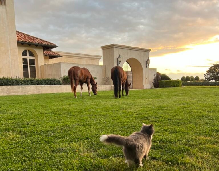 The Unseen Side of Horses: When There Is No Formula