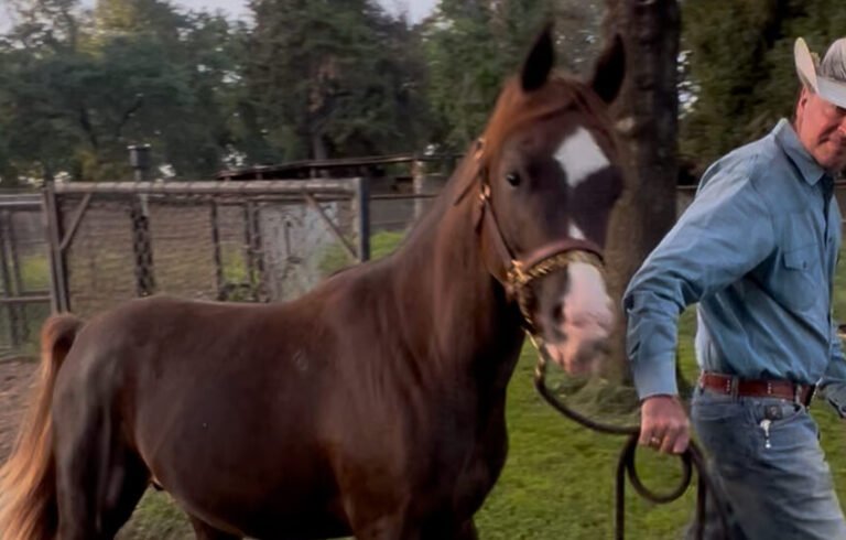 Amir Fadjur Salaam: The Purebred Arabian Horse Ann Lesley Smith Says is Unlike Any Other