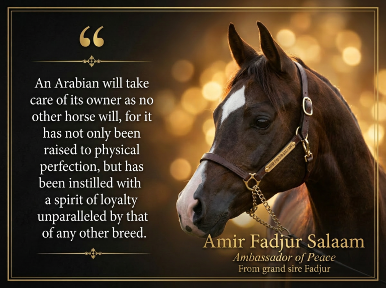 The Diamond, the Fire, and the Gold: Life with Amir, My Rare-Bloodline Stallion