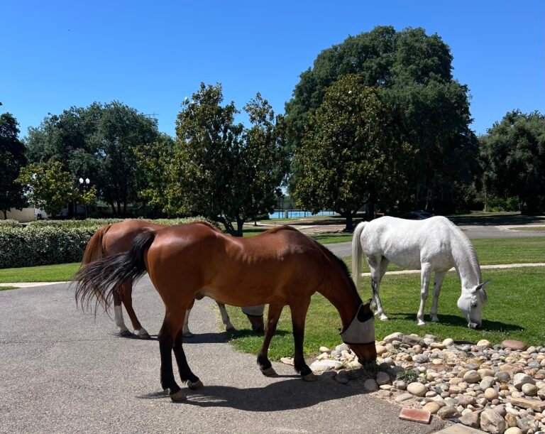 The Quiet Language of Horses: Why I Open My Gates 