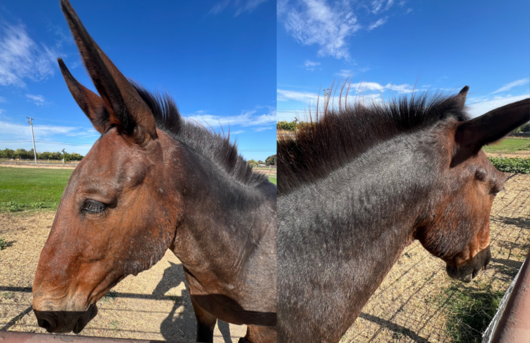 In Defense of the Mule 